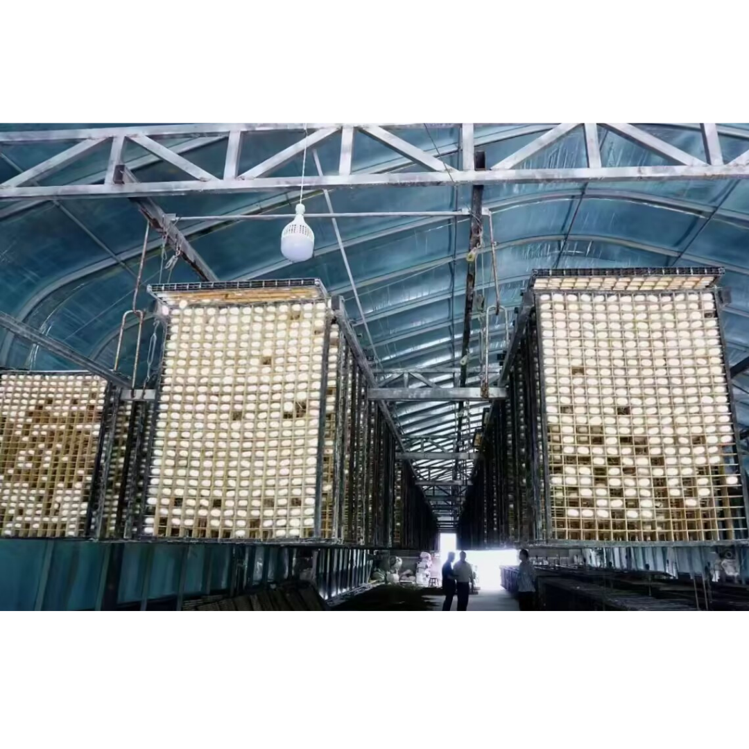 Silkworms spin silk to build cocoons