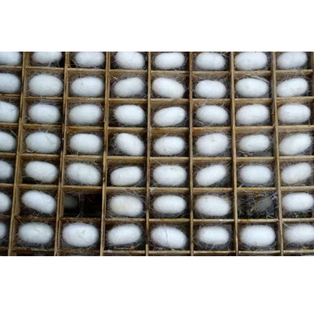 Mulberry Silk Cocoons