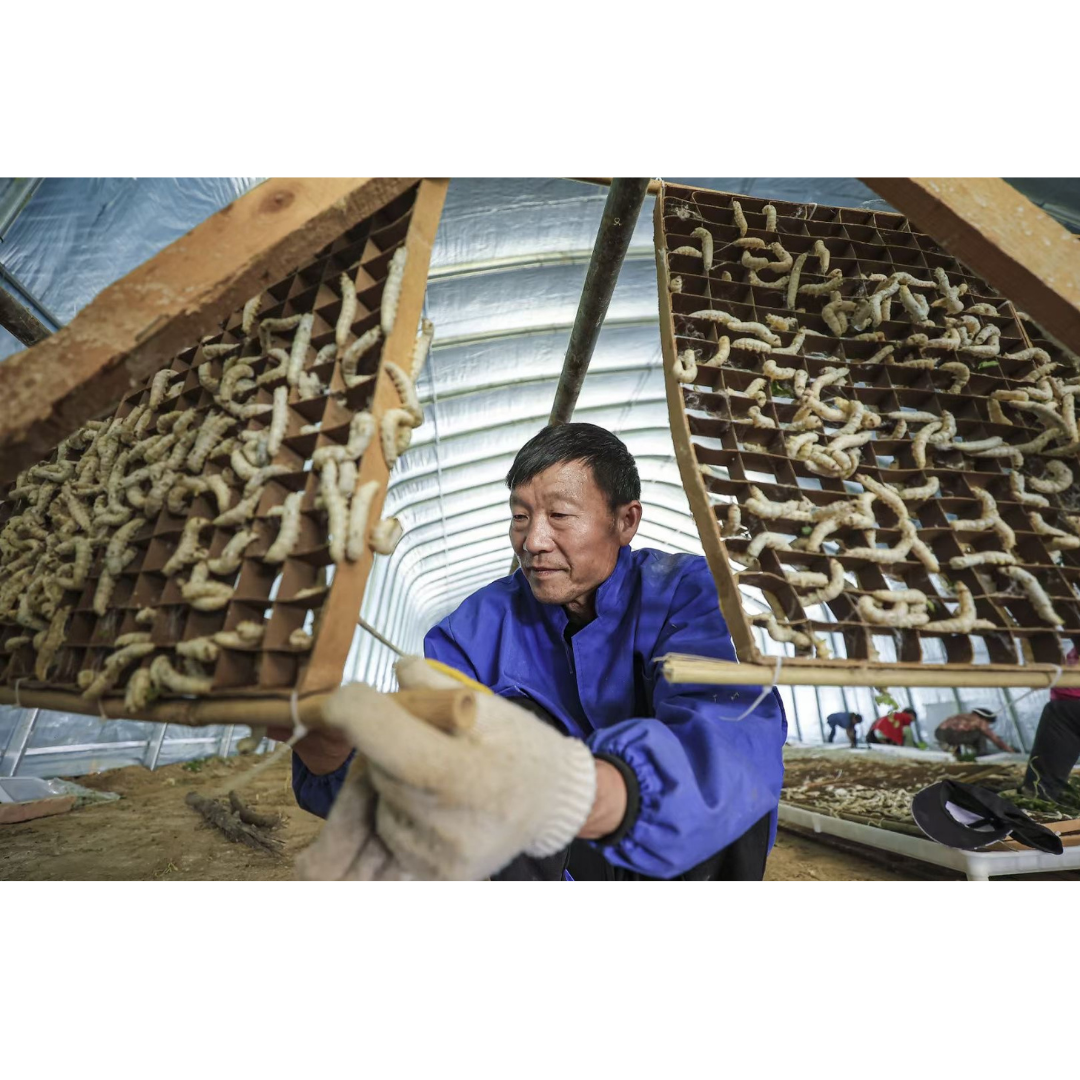 Silkworms ready to spink silk